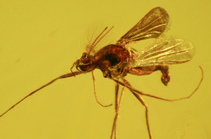 Detailed Fossil Fly (Diptera) In Baltic Amber #58022